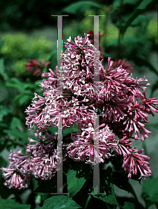 Picture of Syringa x prestoniae 'Miss Canada'