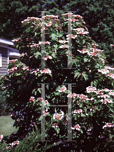 Picture of Viburnum sargentii 'Onondaga'