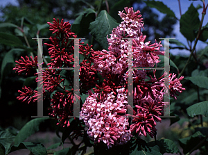 Picture of Syringa x prestoniae 'Miss Canada'