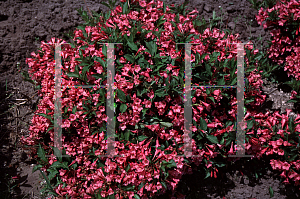 Picture of Weigela florida 'Rumba'