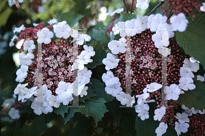 Picture of Viburnum sargentii 'Onondaga'