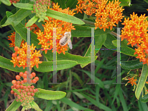 Picture of Asclepias tuberosa 