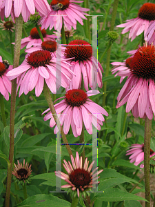 Picture of Echinacea purpurea 'Double Decker'