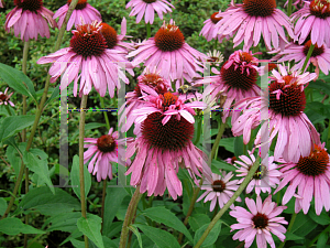 Picture of Echinacea purpurea 'Double Decker'