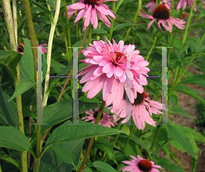 Picture of Echinacea purpurea 'Double Decker'