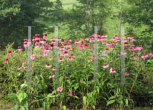 Picture of Echinacea purpurea 'Double Decker'