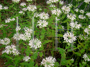 Picture of Monarda didyma 'Snow White'