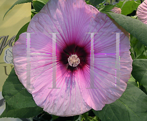 Picture of Hibiscus moscheutos 'Disco Belle Pink'