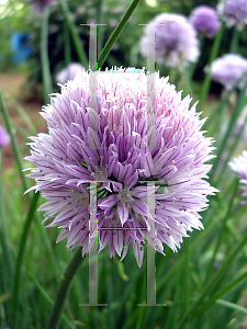 Picture of Allium schoenoprasum 