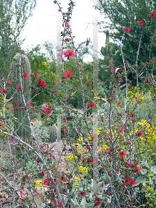 Picture of Calliandra californica 