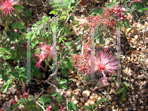 Picture of Calliandra eriophylla 