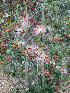 Picture of Calliandra eriophylla 