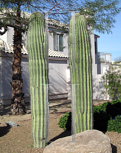 Picture of Carnegiea gigantea 