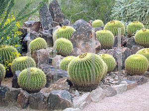 Picture of Echinocactus grusonii 