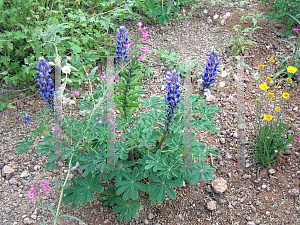 Picture of Lupinus succulentus 