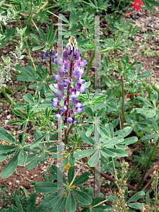 Picture of Lupinus succulentus 