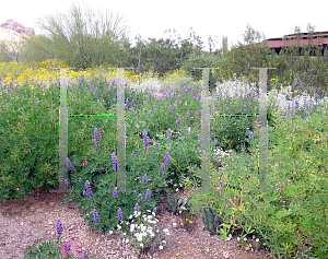 Picture of Lupinus succulentus 