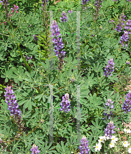 Picture of Lupinus succulentus 