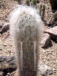 Picture of Cephalocereus senilis 