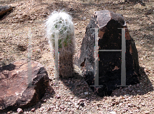 Picture of Cephalocereus senilis 