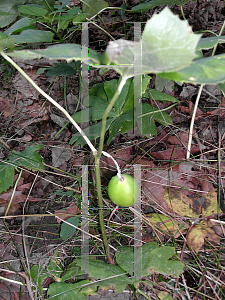 Picture of Podophyllum peltatum 