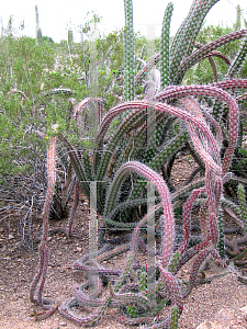 Picture of Stenocereus alamosensis 