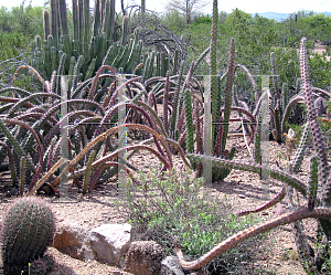 Picture of Stenocereus alamosensis 