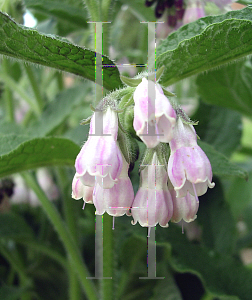 Picture of Symphytum officinale 