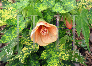 Picture of Abutilon pictum 'Gold Dust'