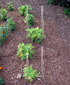 Picture of Abutilon pictum 'Gold Dust'