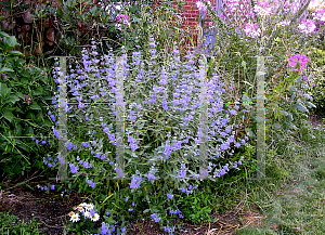 Picture of Caryopteris x clandonensis 'Longwood Blue'