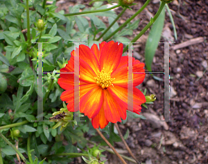 Picture of Cosmos sulphureus 'Cosmic Red'