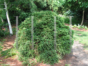 Picture of Cryptomeria japonica 'Globosa Nana'