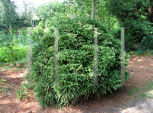Picture of Cryptomeria japonica 'Globosa Nana'