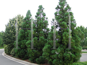 Picture of Cryptomeria japonica 'Kitayamaa'