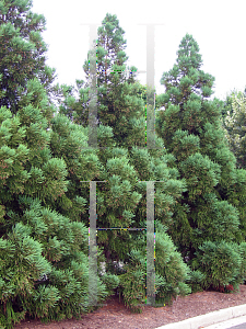 Picture of Cryptomeria japonica 'Kitayamaa'