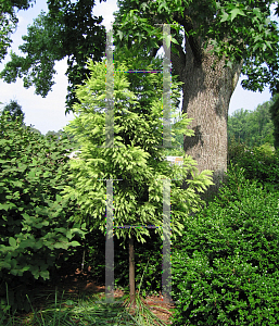 Picture of Cryptomeria japonica 'Sekkan Sugi'