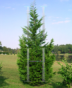 Picture of X Cupressocyparis leylandii 