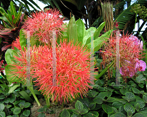 Picture of Scadoxus multiflorus 