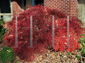 Picture of Acer palmatum (Dissectum Group) 'Crimson Queen'