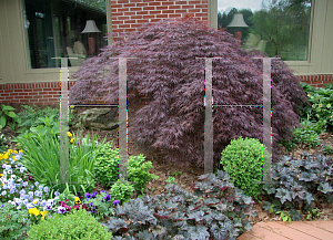 Picture of Acer palmatum (Dissectum Group) 'Crimson Queen'