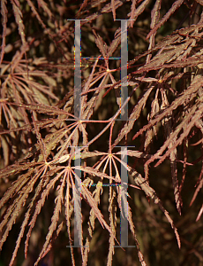 Picture of Acer palmatum (Dissectum Group) 'Crimson Queen'