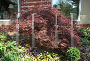 Picture of Acer palmatum (Dissectum Group) 'Crimson Queen'