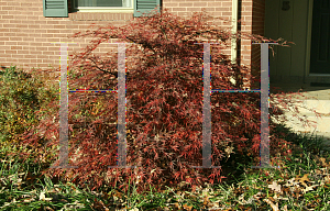 Picture of Acer palmatum (Dissectum Group) 'Tamuke yama'