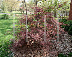 Picture of Acer palmatum (Dissectum Group) 'Tamuke yama'