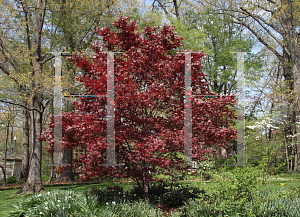 Picture of Acer palmatum (Palmatum Group) 'Bloodgood'