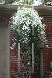 Picture of Clematis armandii 