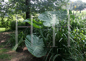 Picture of Colocasia gigantea 'Thailand Giant Strain'