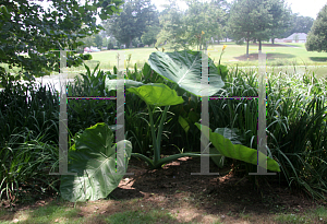 Picture of Colocasia gigantea 'Thailand Giant Strain'