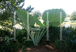 Picture of Colocasia gigantea 'Thailand Giant Strain'